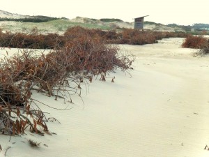 organic debris helping dune restoration